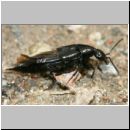 Philonthus sp - Kurzfluegler 01b 12mm.jpg